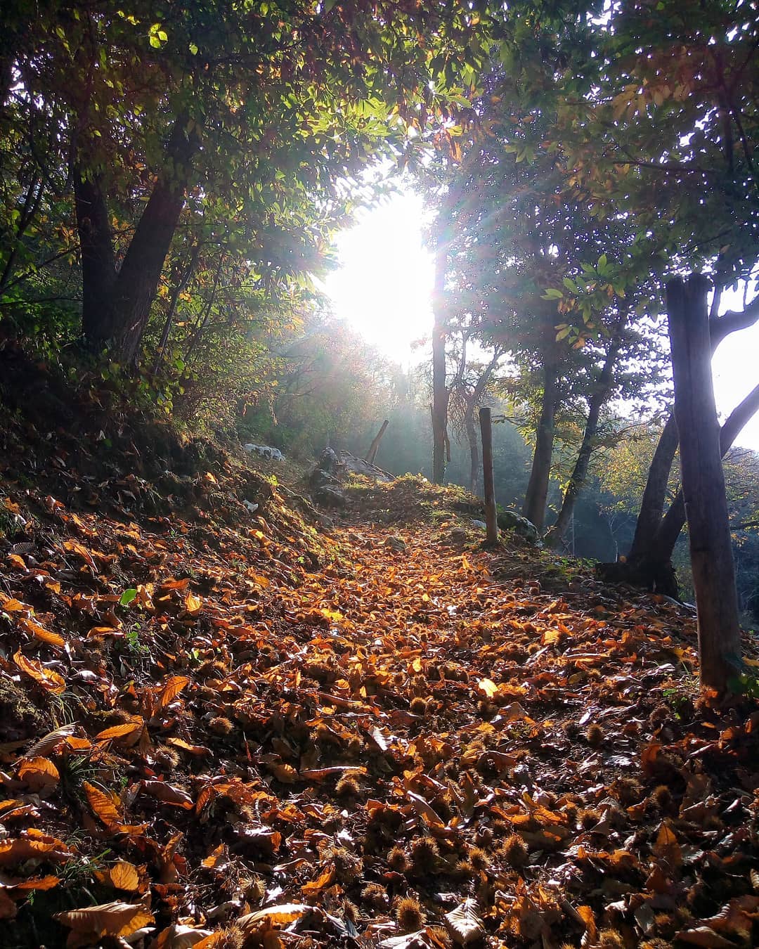 Sentiero Del Castagno Casale Di Albino