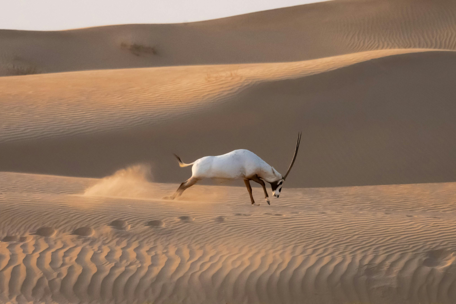 ImmaginAzione - Ottobre Albinese 2025 (Rub' al-Khali)