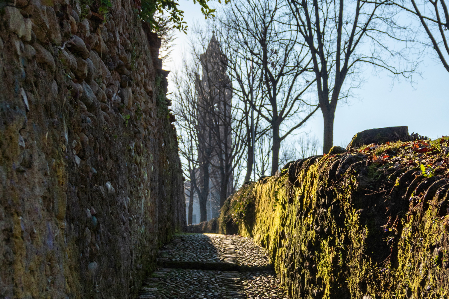 Strece Put Di Schisade Albino